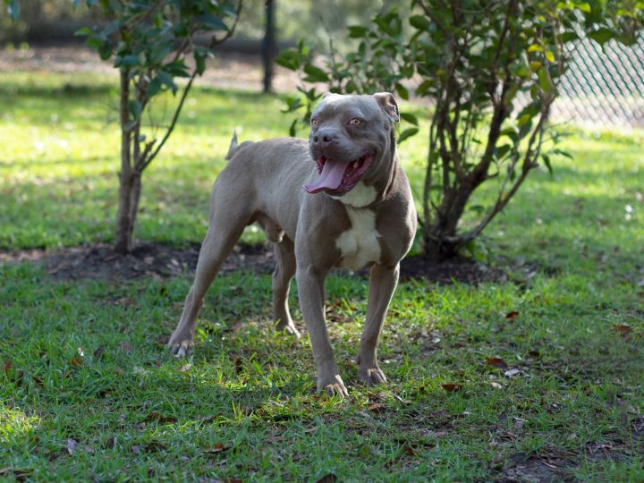 Dog For Adoption Dillon A Pug American Bulldog Mix In Pawleys Island Sc Petfinder