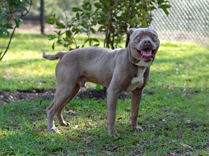 Dog For Adoption Dillon A Pug American Bulldog Mix In Pawleys Island Sc Petfinder