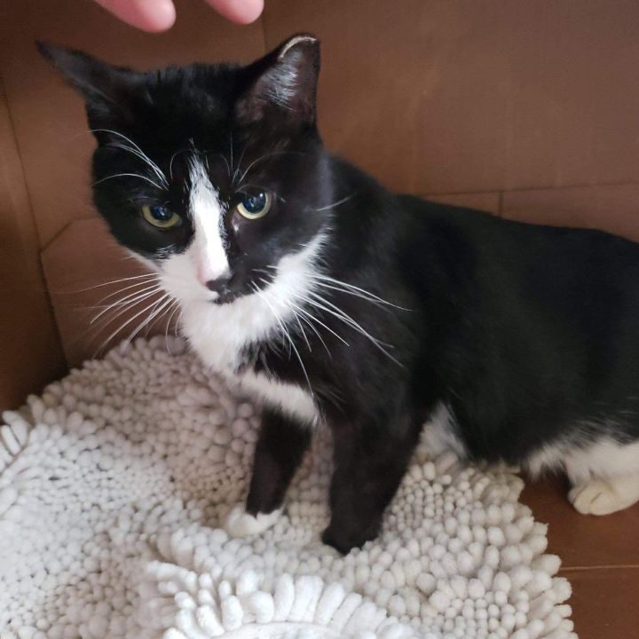 Cat For Adoption Prue A Tuxedo In Brick Nj Petfinder