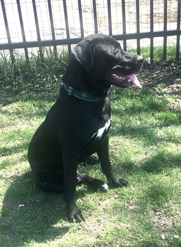 Roderick, an adopted Labrador Retriever Mix in Buffalo, NY_image-6