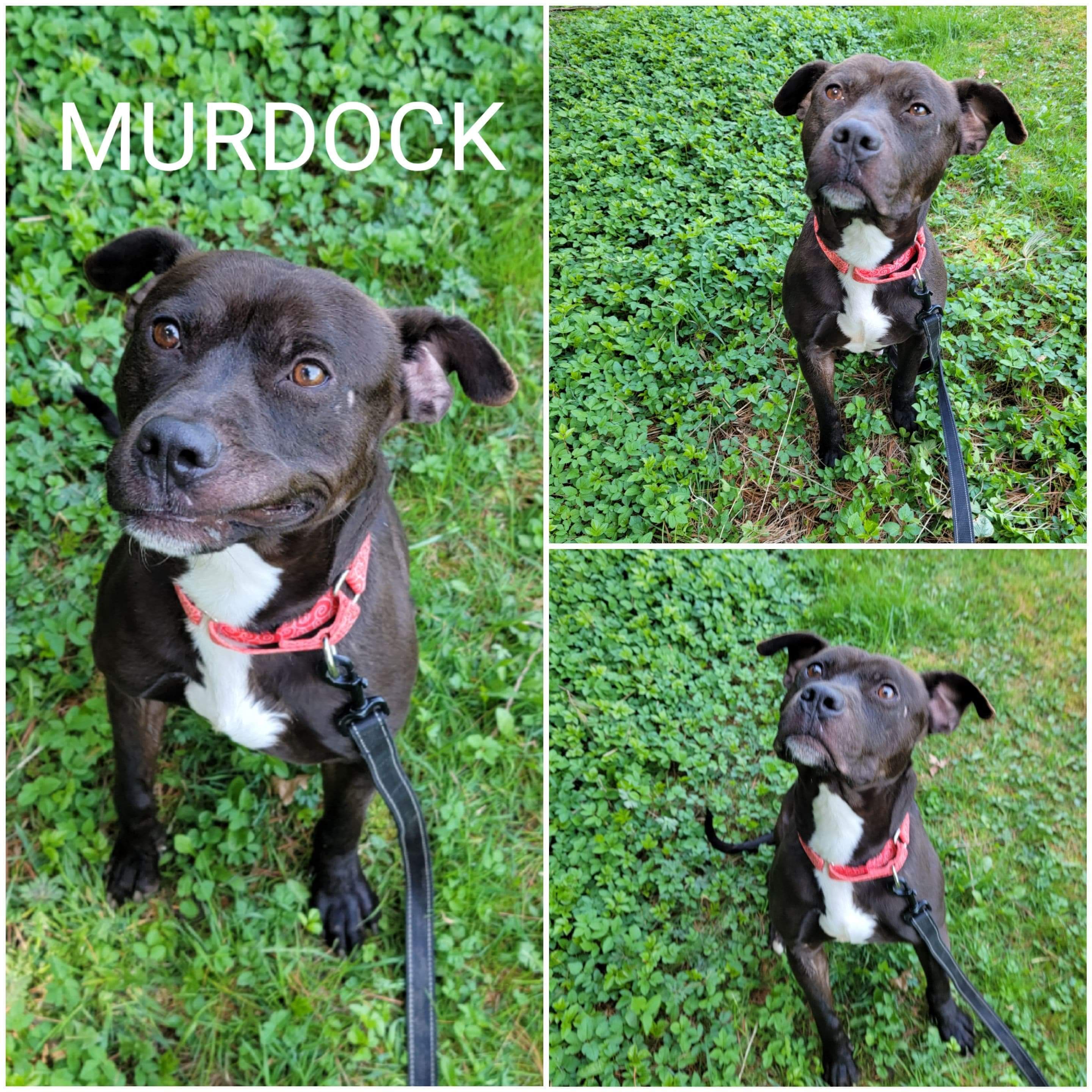 Murdock, an adoptable American Staffordshire Terrier in Brookfield, OH, 44403 | Photo Image 1