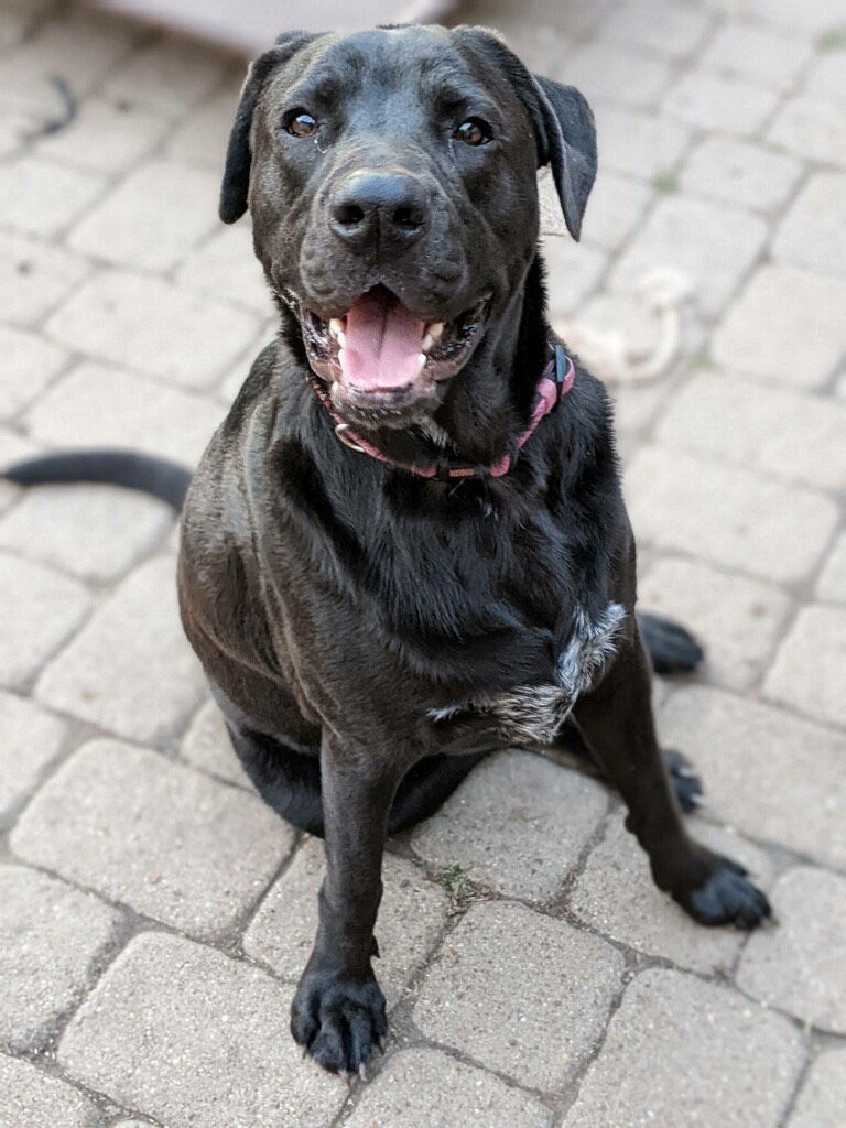 Cookie, an adoptable Labrador Retriever, Boxer in Dallas, TX, 75218 | Photo Image 1