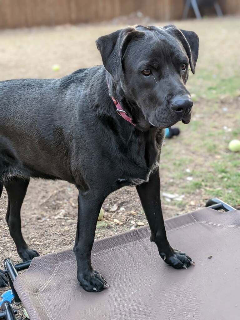 Cookie, an adoptable Labrador Retriever, Boxer in Dallas, TX, 75218 | Photo Image 2