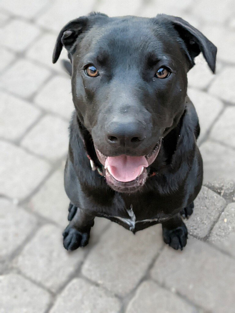 Abby, an adoptable Labrador Retriever, Boxer in Dallas, TX, 75218 | Photo Image 1