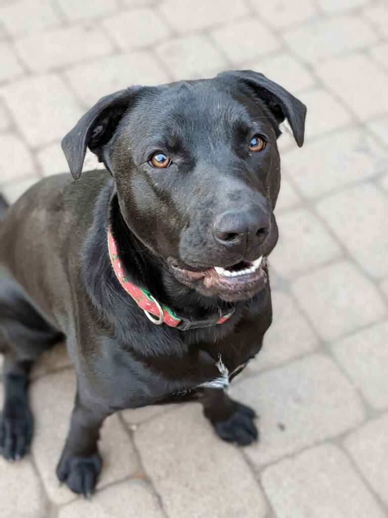 Abby, an adoptable Labrador Retriever, Boxer in Dallas, TX, 75218 | Photo Image 2