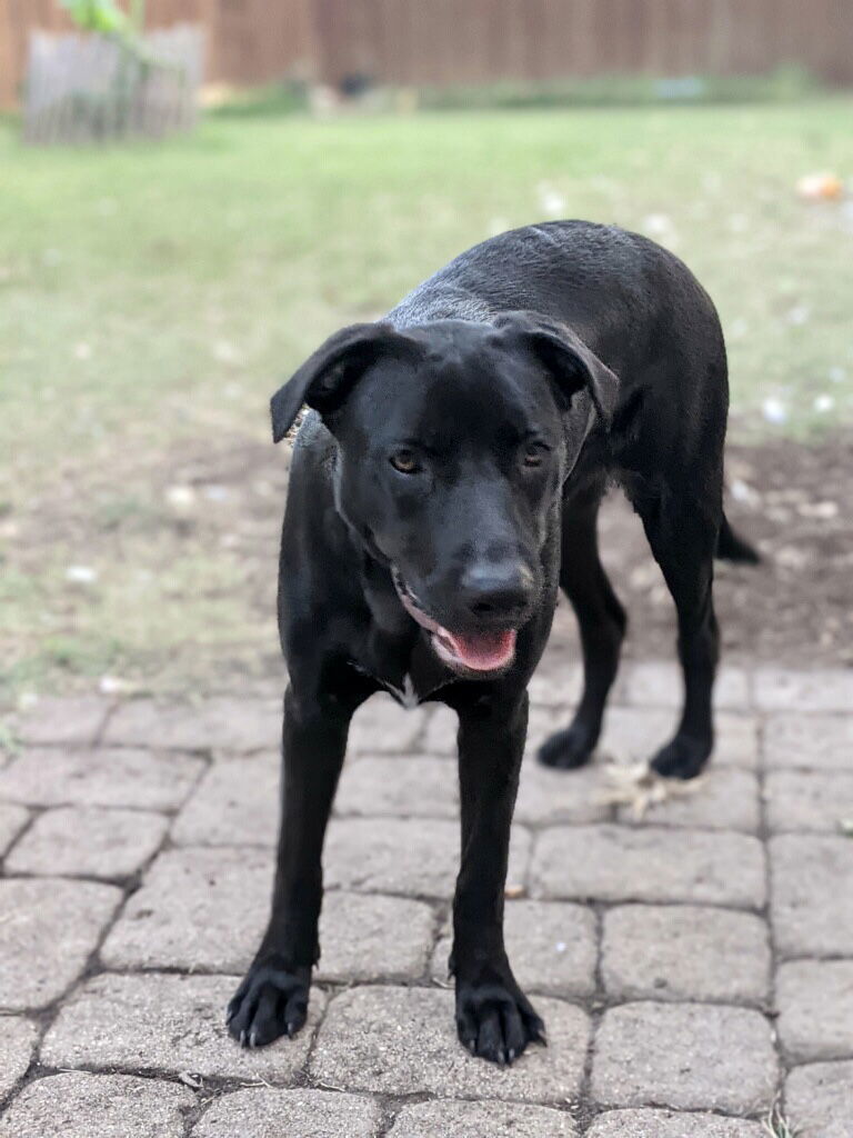 Abby, an adoptable Labrador Retriever, Boxer in Dallas, TX, 75218 | Photo Image 3