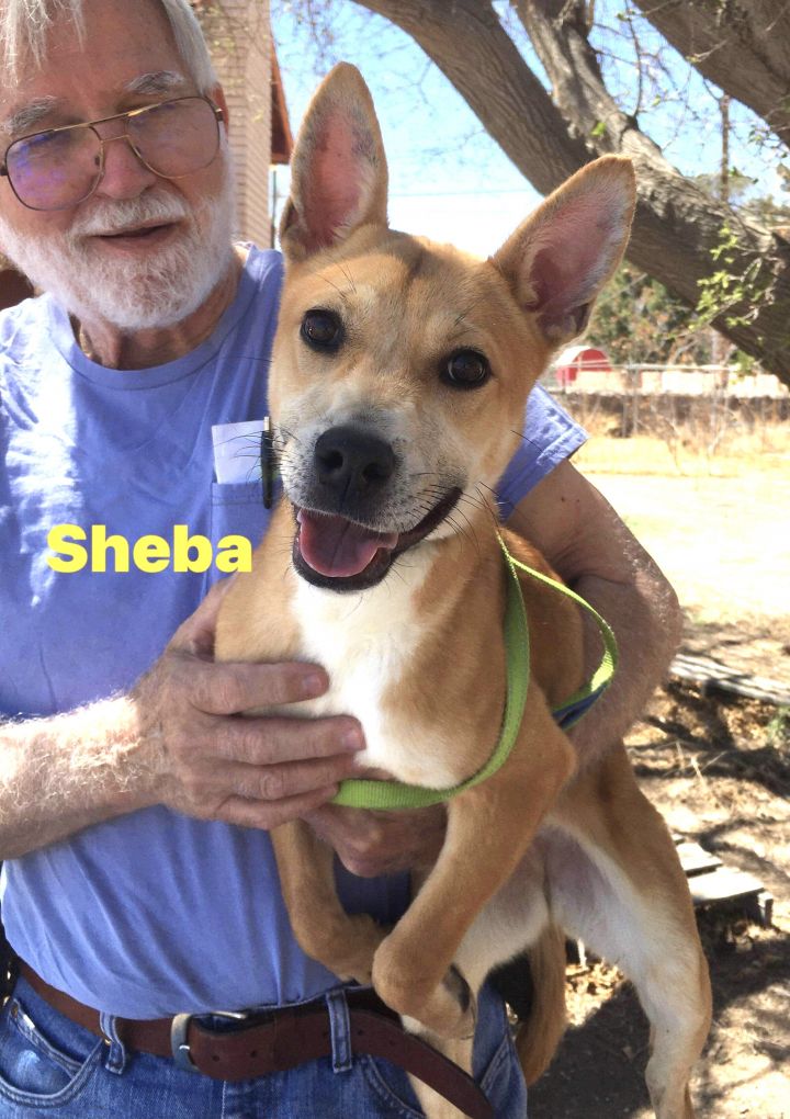 Sheba 5
