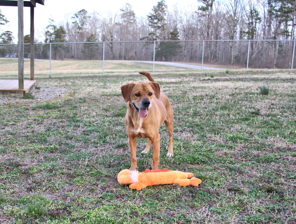 Oscar, an adoptable Labrador Retriever in Savannah, TN, 38372 | Photo Image 1
