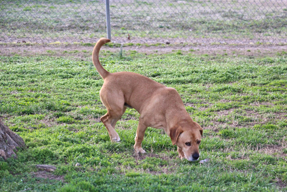 Oscar, an adoptable Labrador Retriever in Savannah, TN, 38372 | Photo Image 3