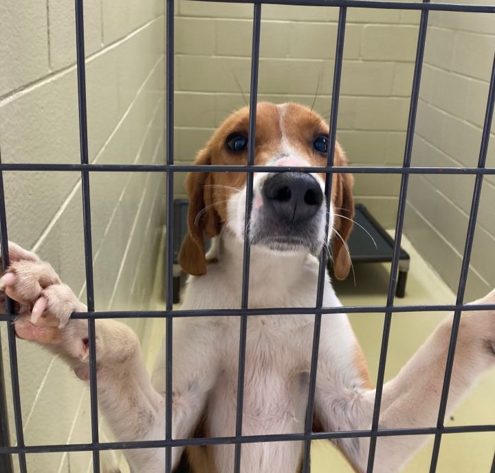 Dog For Adoption Uric A Treeing Walker Coonhound In Clarksville Va Petfinder