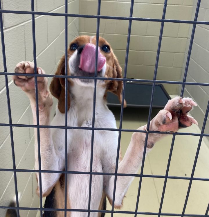 Dog For Adoption Uric A Treeing Walker Coonhound In Clarksville Va Petfinder