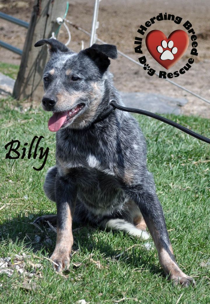 Billy 3