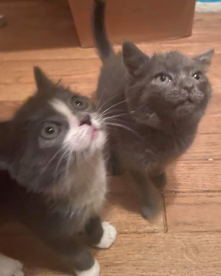Bonnie and Clyde (FIV/FeLV+, Bonded pair) 5