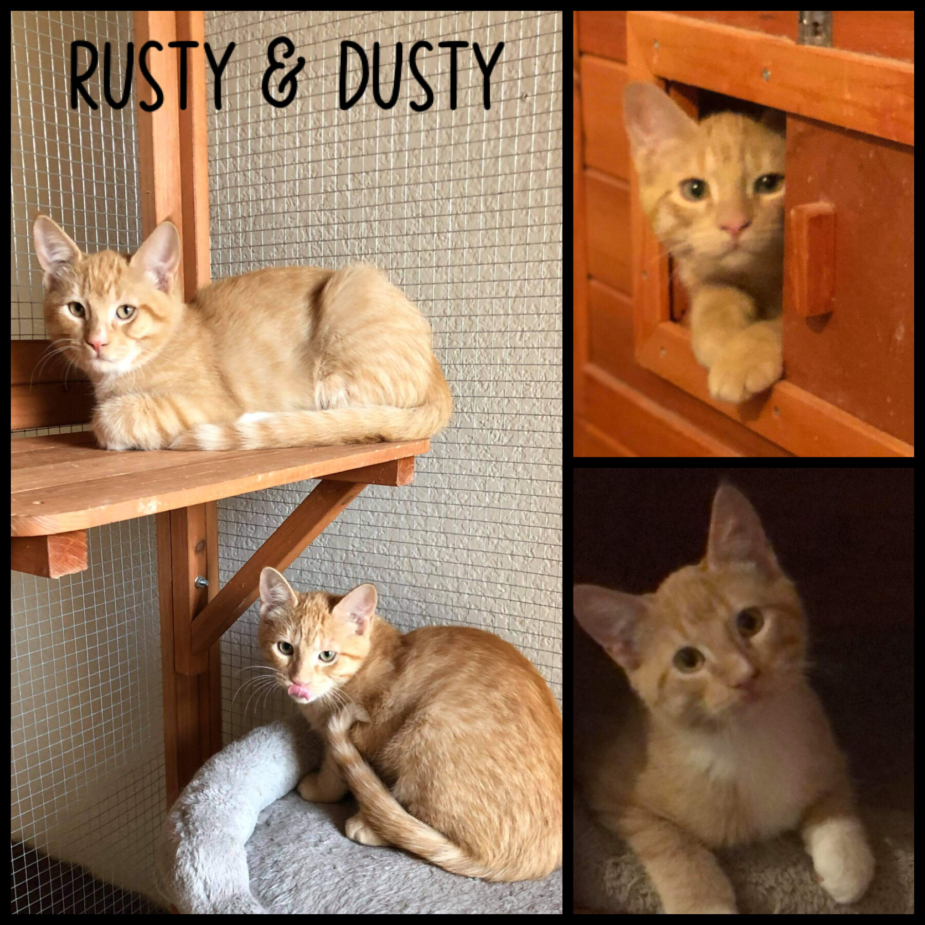 Cat for adoption Rusty and Dusty, a Domestic Short Hair in Fort Worth