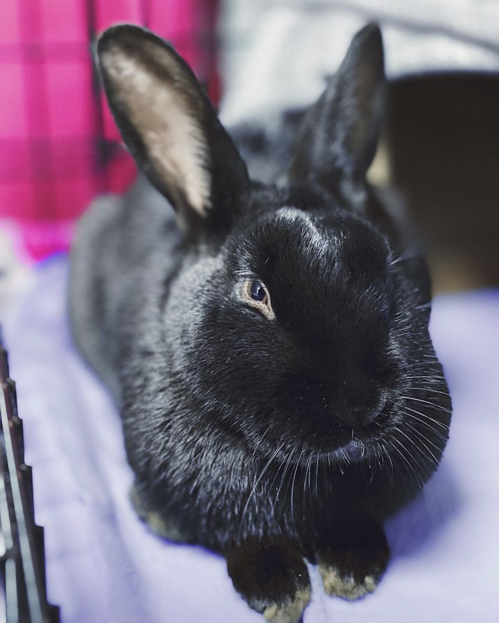 jelly bean rabbit