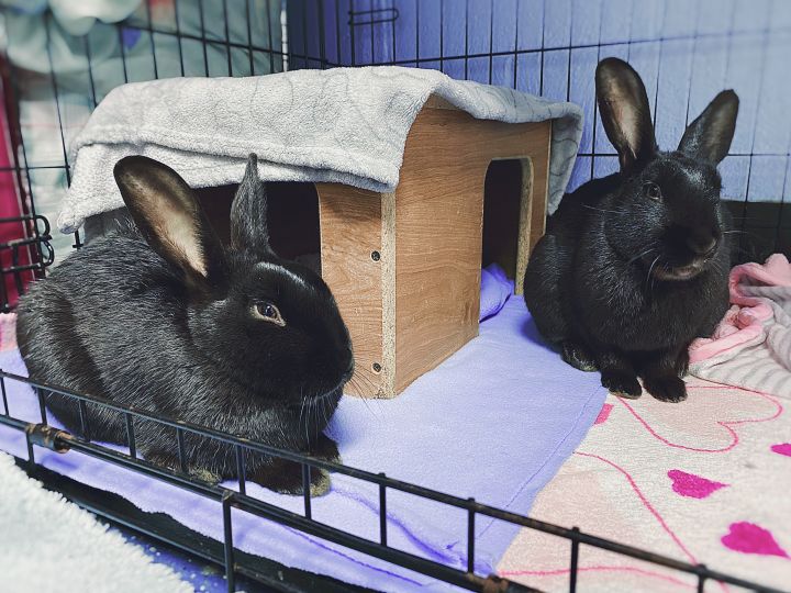 jelly bean rabbit