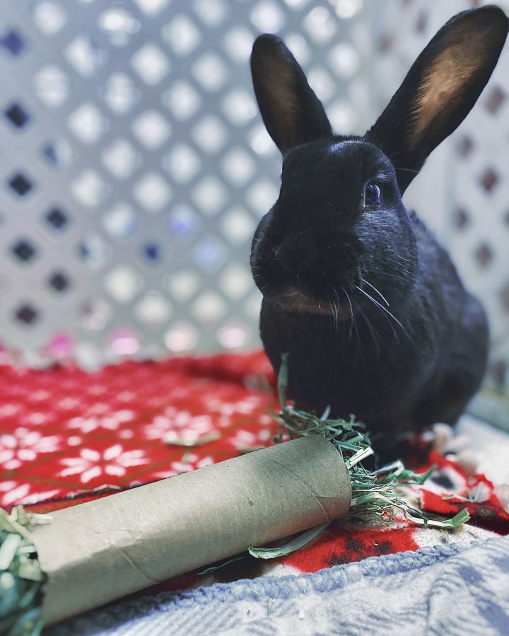 jelly bean rabbit