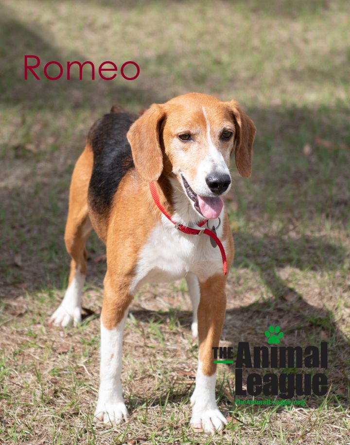 Romeo 2