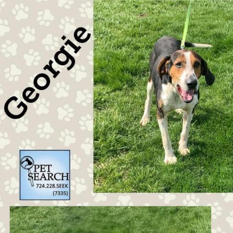 Georgie, an adoptable Treeing Walker Coonhound in Washington, PA, 15301 | Photo Image 1