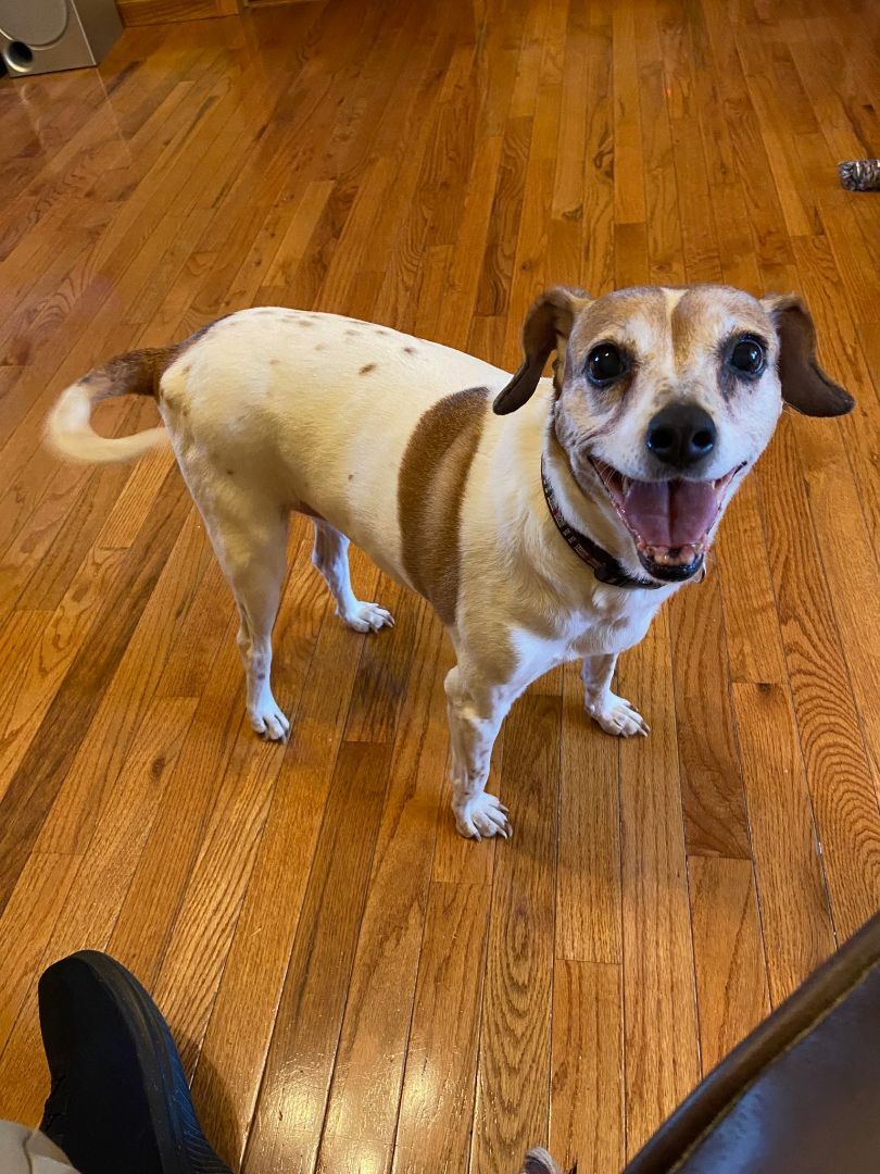 Susie, an adoptable Terrier in New Kensington, PA, 15068 | Photo Image 1