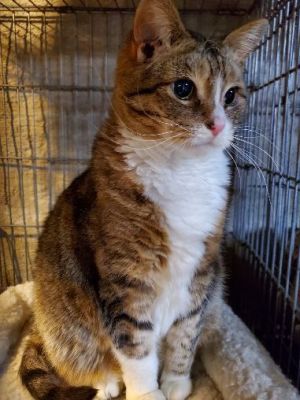 Cats For Adoption Near Norwich Ct Petfinder