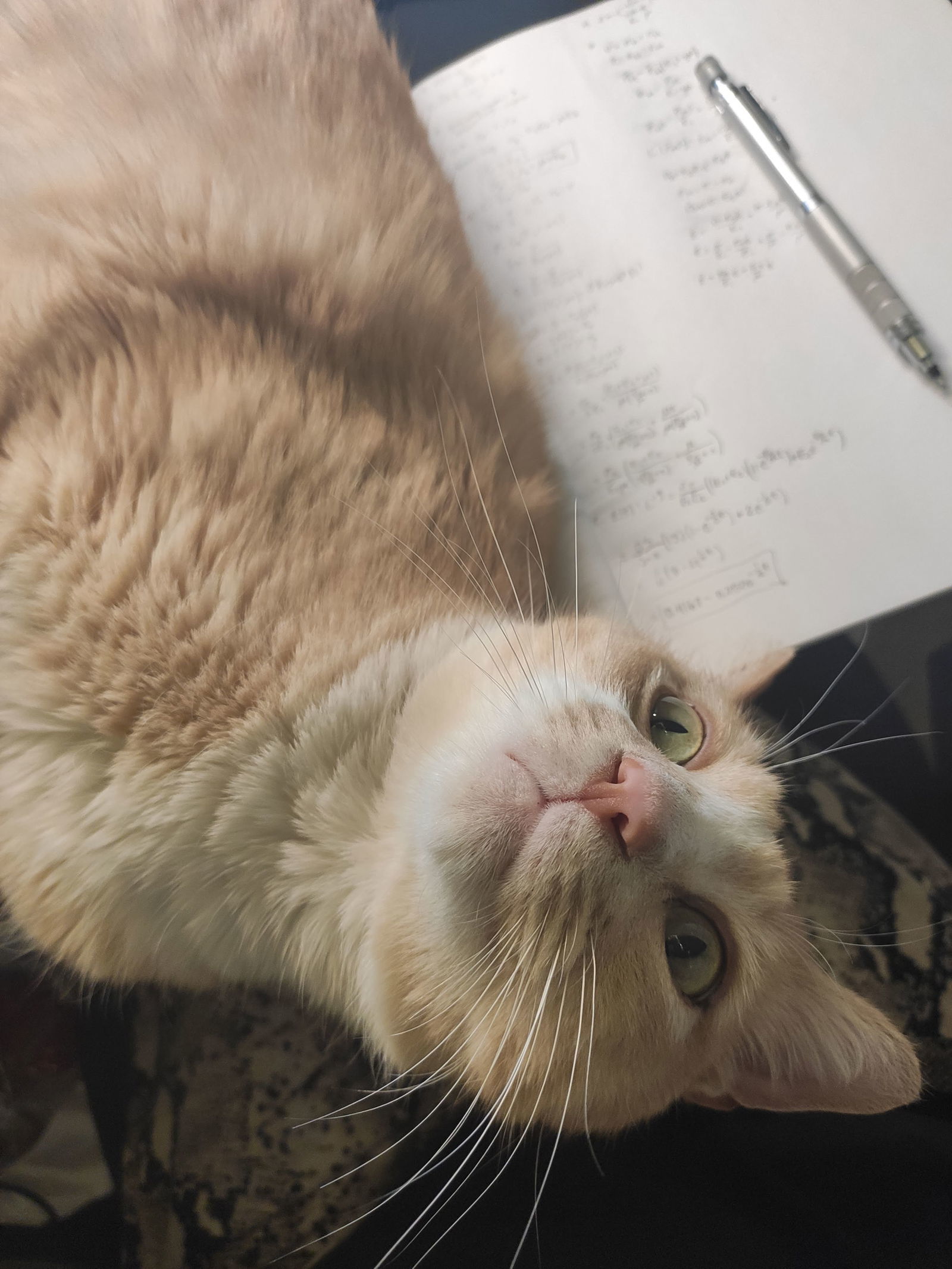 Buddy - With A Maine Coon Temperament