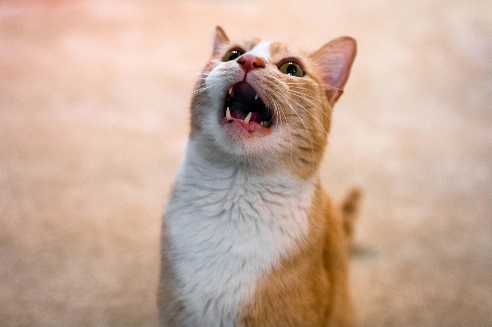 Buddy - With A Maine Coon Temperament