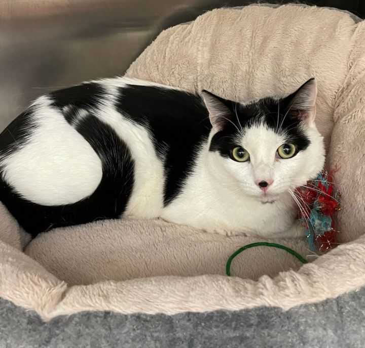 Cat for adoption Bronx, a Domestic Short Hair in Lambertville, NJ