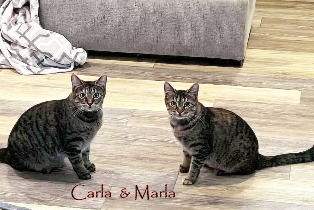 Carla, an adoptable Tabby in Culpeper, VA, 22701 | Photo Image 3