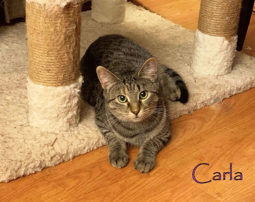 Carla, an adoptable Tabby in Culpeper, VA, 22701 | Photo Image 4