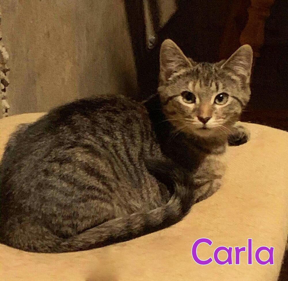 Carla, an adoptable Tabby in Culpeper, VA, 22701 | Photo Image 5