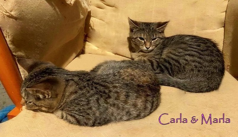 Carla, an adoptable Tabby in Culpeper, VA, 22701 | Photo Image 5