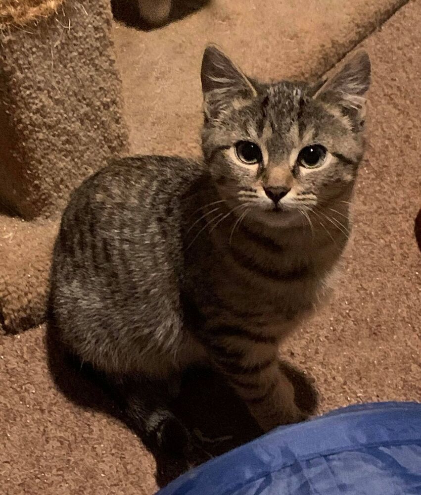 Marla, an adoptable Tabby in Culpeper, VA, 22701 | Photo Image 4