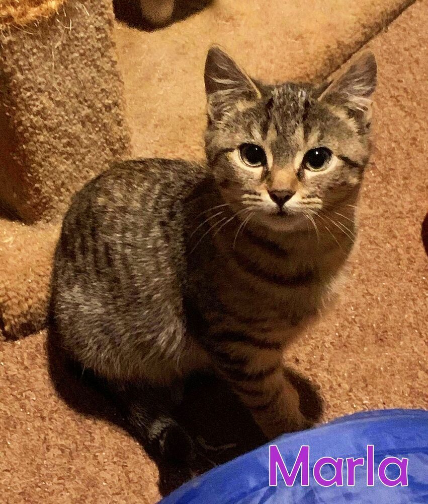 Marla, an adoptable Tabby in Culpeper, VA, 22701 | Photo Image 6