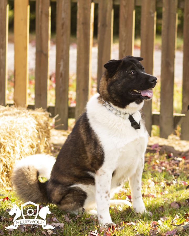 Dog for adoption - Sasha, an Akita in Springfield, IL | Petfinder