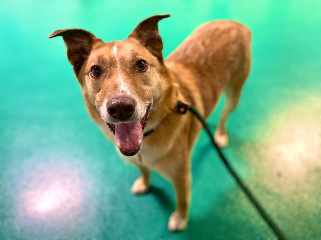 Patrick, an adoptable Collie in Kittanning, PA, 16201 | Photo Image 1