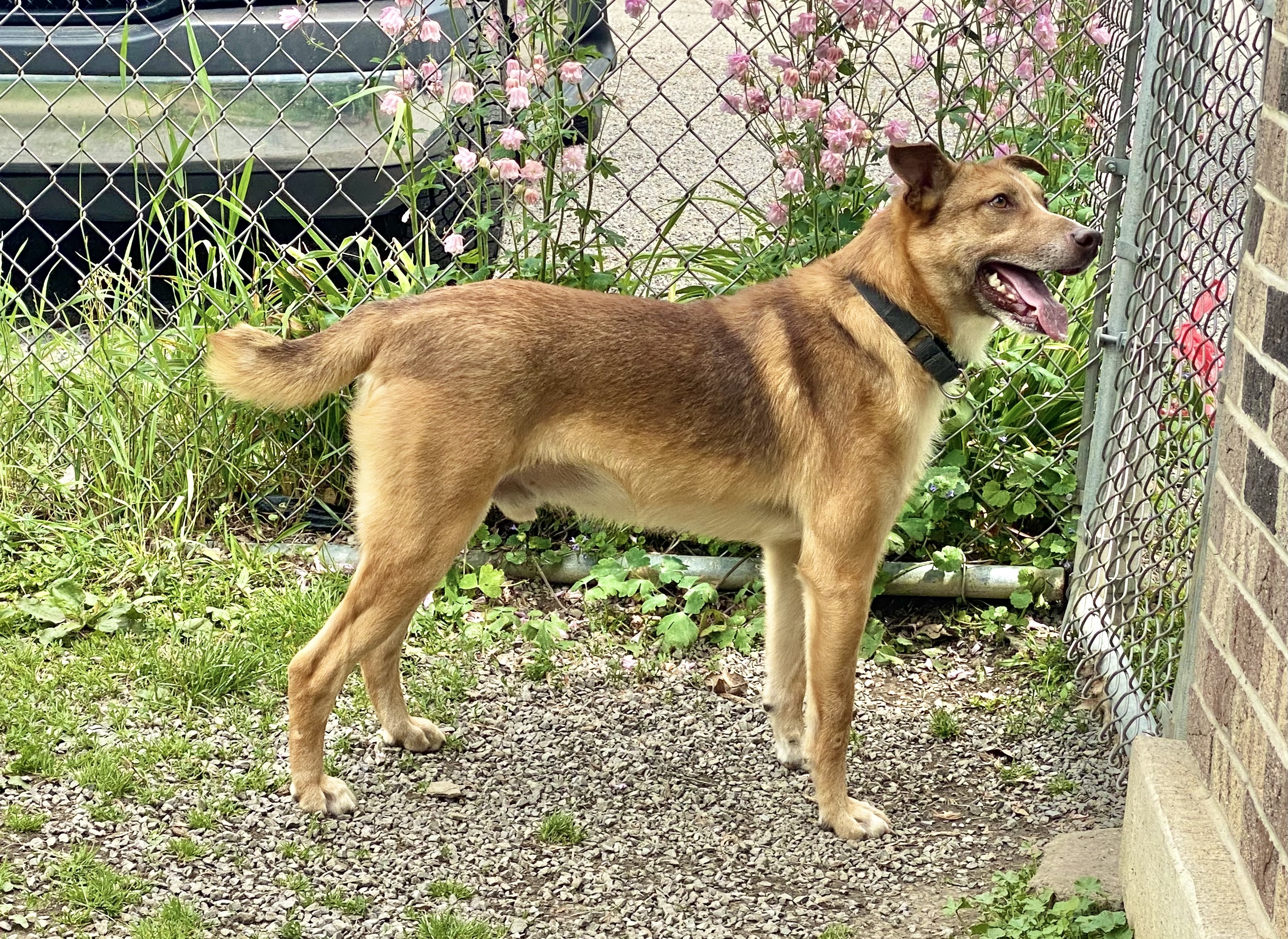 Patrick, an adoptable Collie in Kittanning, PA, 16201 | Photo Image 4