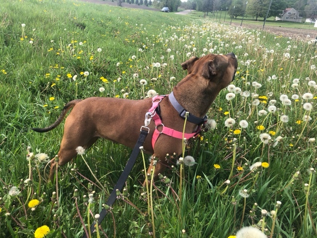 Dog For Adoption Coco A Pit Bull Terrier Mix In Minneapolis Mn Petfinder