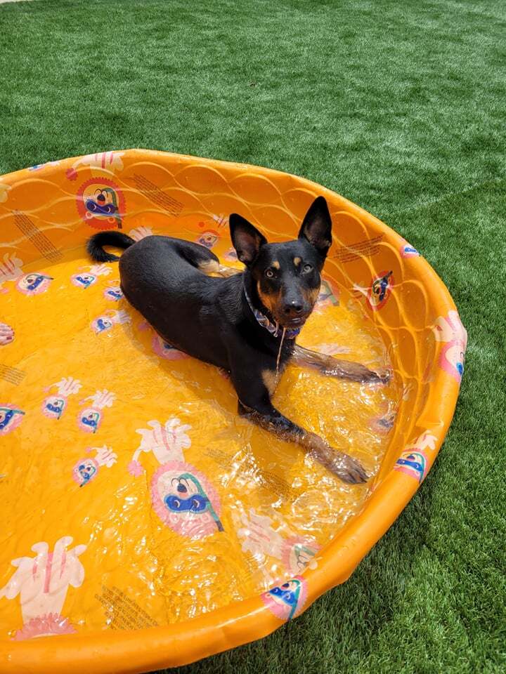 Mitch - Adoption Fee Reduced! 2