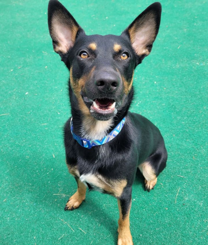 Mitch - Adoption Fee Reduced! 3