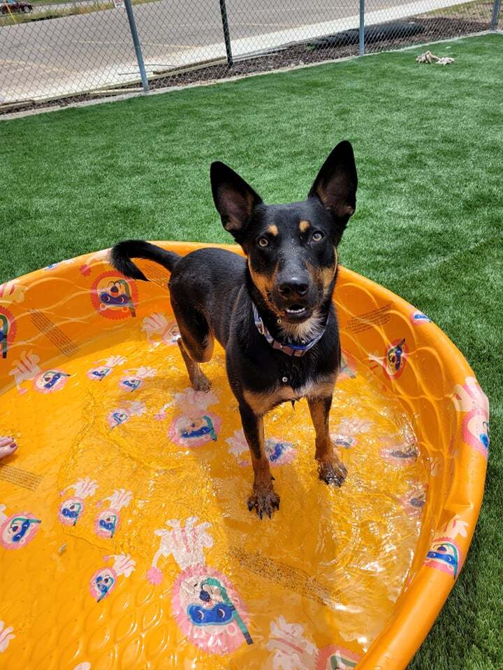 Mitch - Adoption Fee Reduced! 1