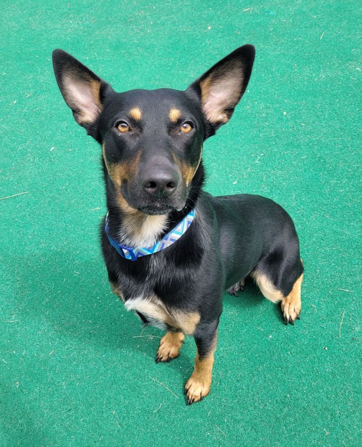 Mitch - Adoption Fee Reduced! 4