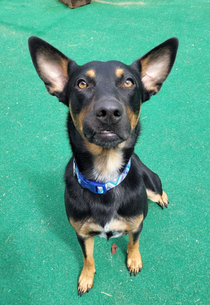 Mitch - Adoption Fee Reduced! 5