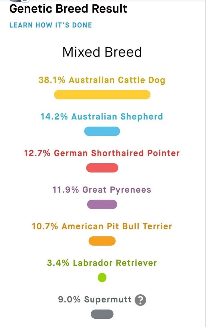 Mitch - Adoption Fee Reduced! 6