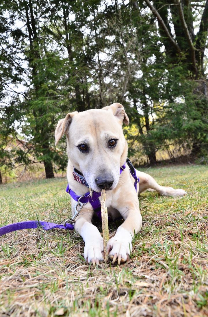 Molly - Fostered in Rhode Island, an adopted Yellow Labrador Retriever Mix in Willington, CT_image-3