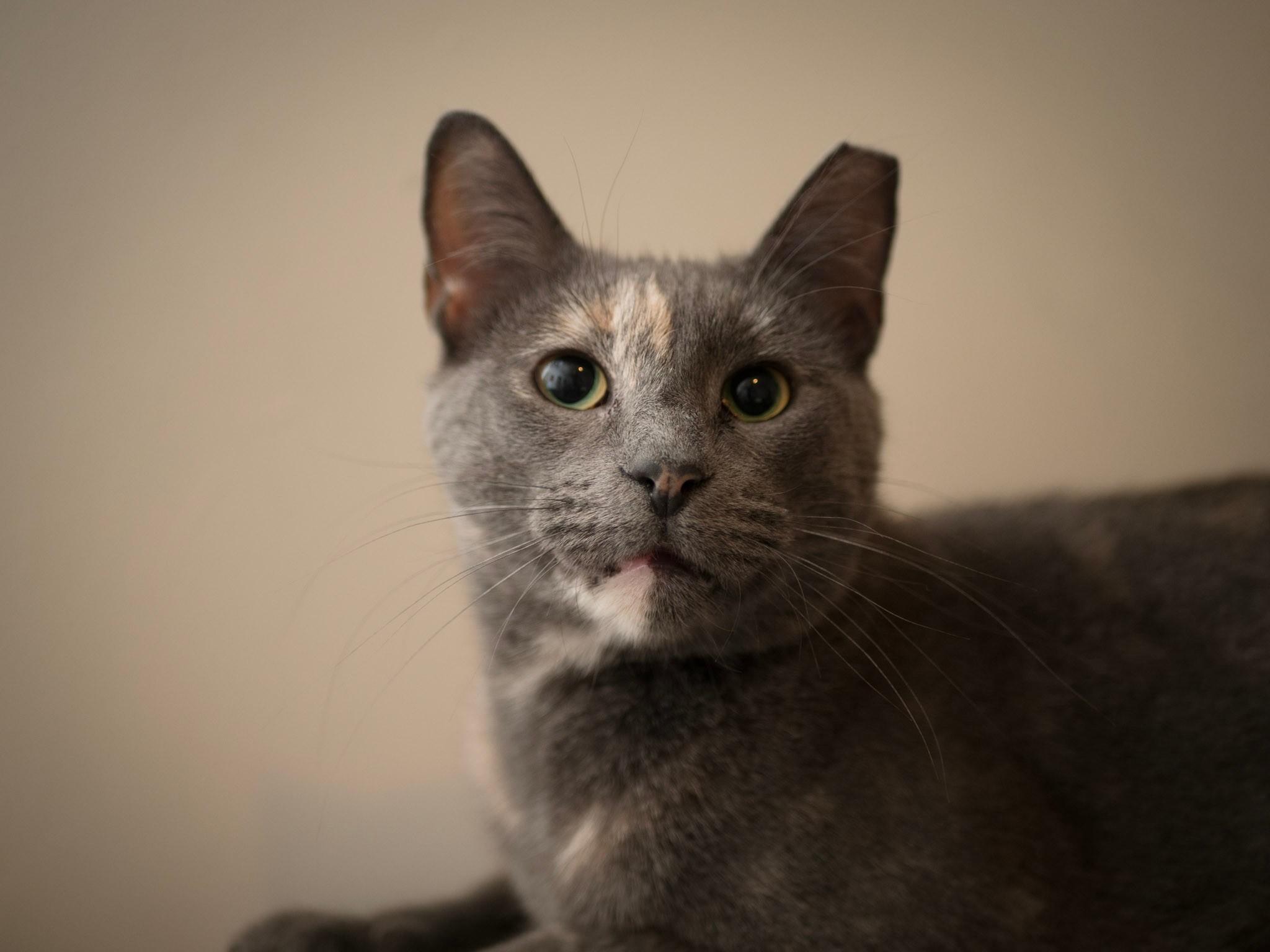 Cat for adoption Tiffany, a Domestic Short Hair in Brooklyn, NY