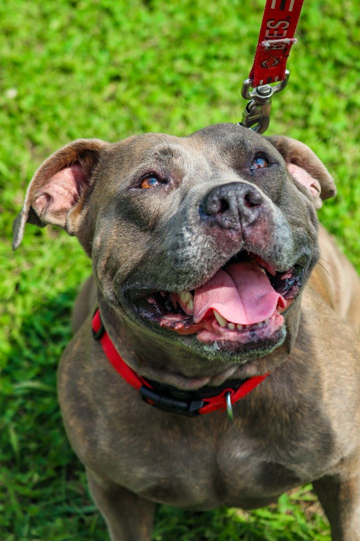 Bella, an adoptable Pit Bull Terrier Mix in Oregon, OH_image-3