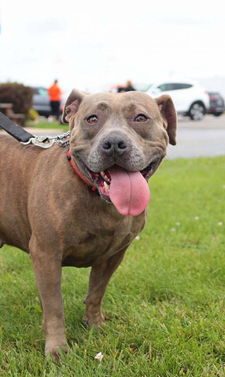 Bella, an adoptable Pit Bull Terrier Mix in Oregon, OH_image-5