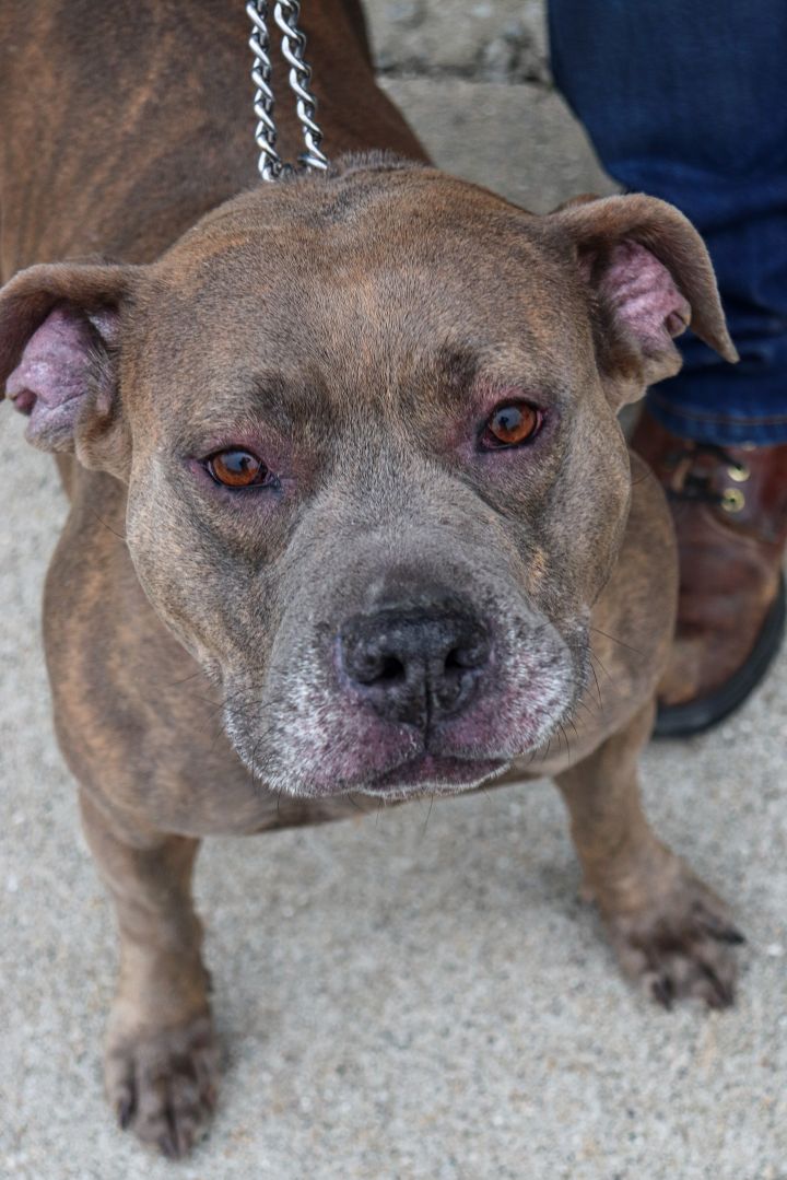 Bella, an adoptable Pit Bull Terrier Mix in Oregon, OH_image-6