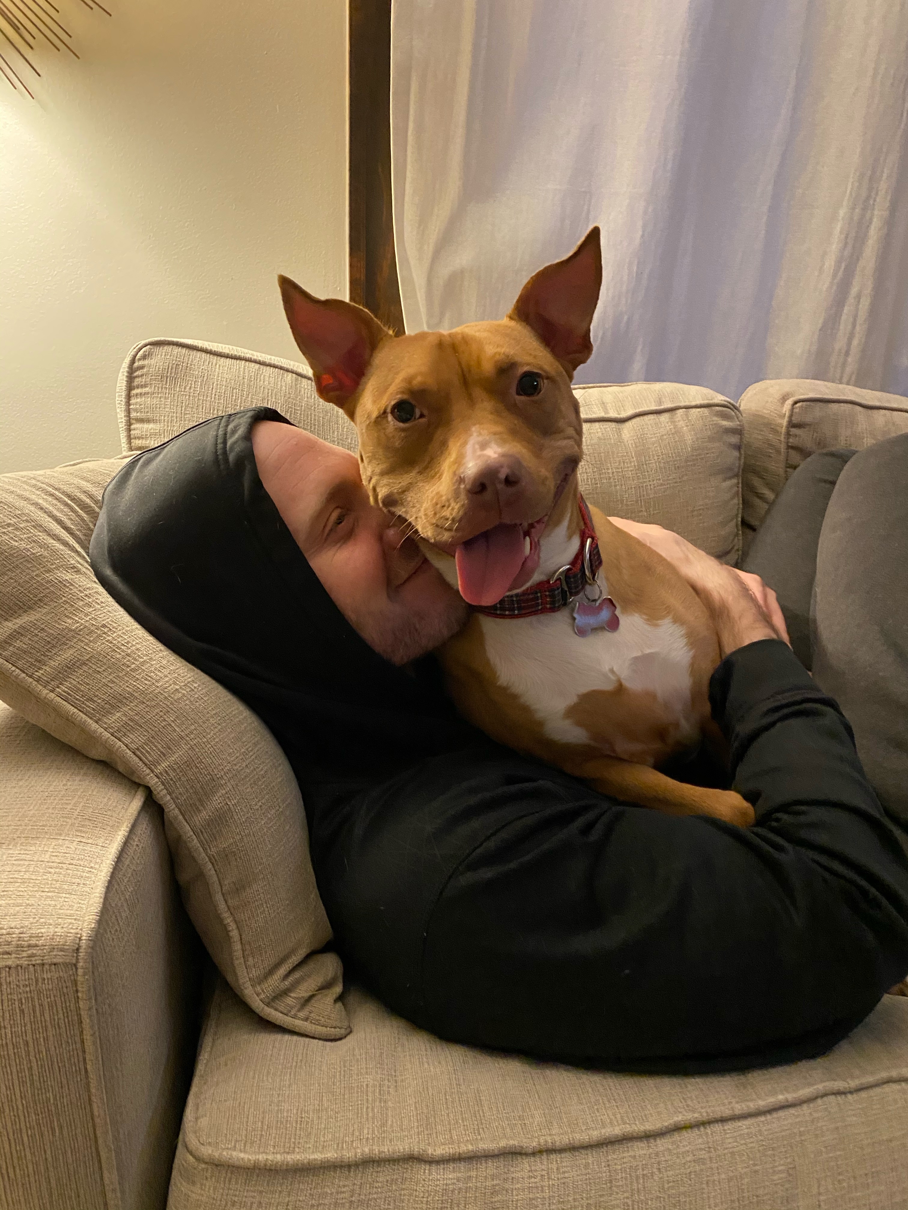 Lizzy, an adoptable Pit Bull Terrier in Northville, MI, 48167 | Photo Image 3